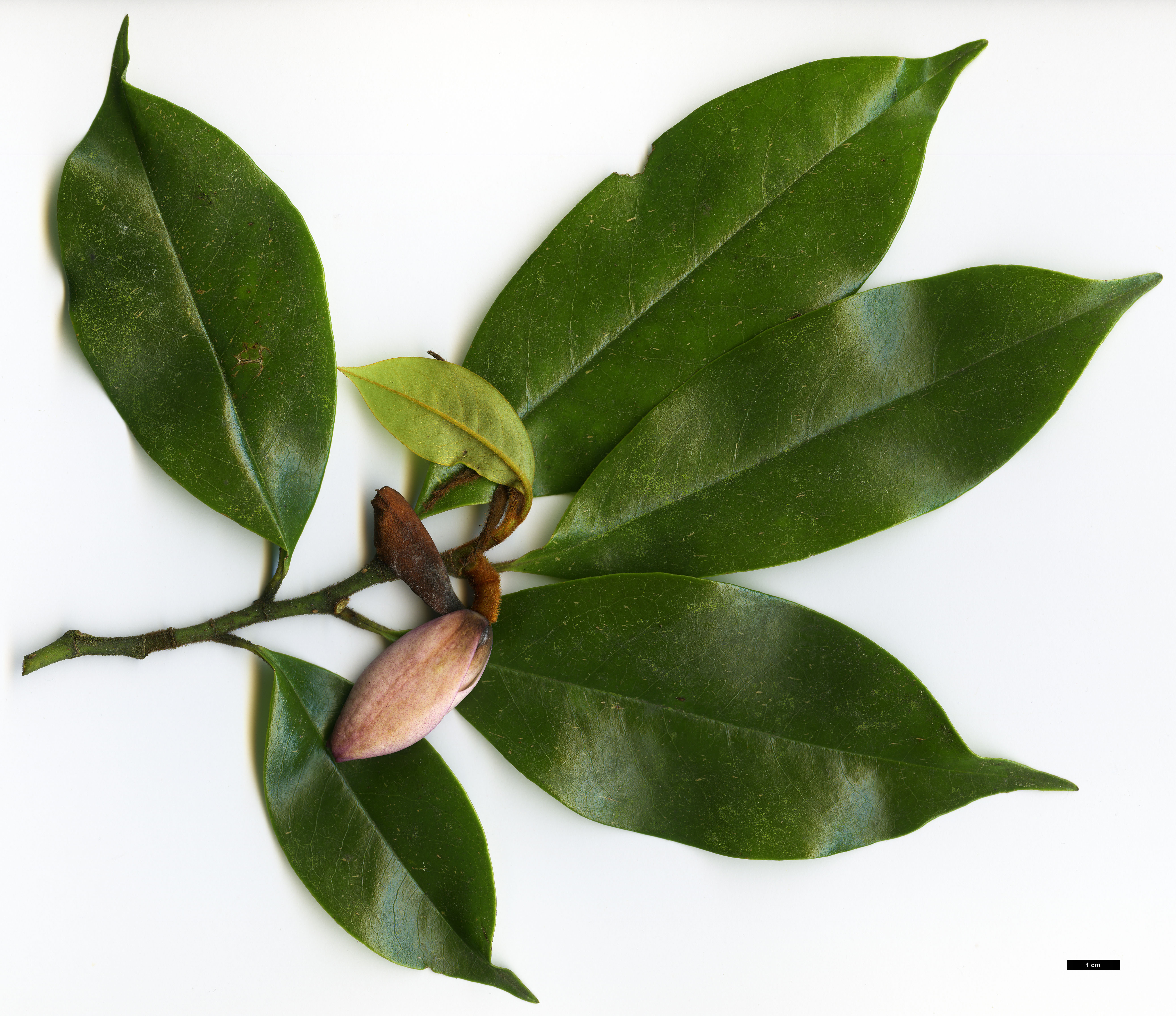 High resolution image: Family: Magnoliaceae - Genus: Magnolia - Taxon: ×foggii (M.doltsopa × M.figo)